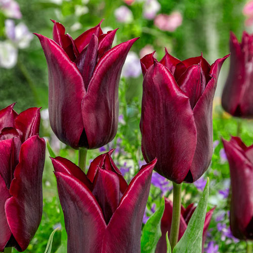 Lasting Love Tulip
