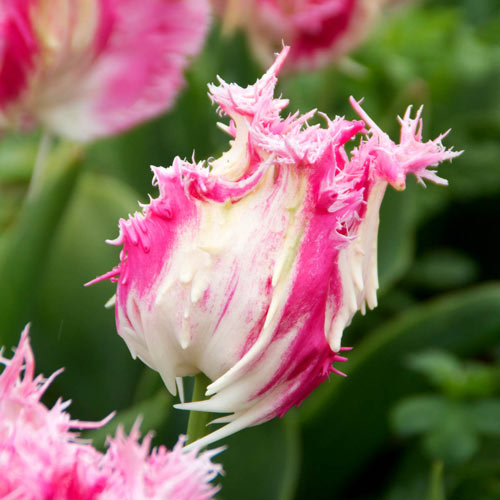 Drakensteyn Tulip
