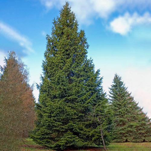 Norway Spruce Hedge