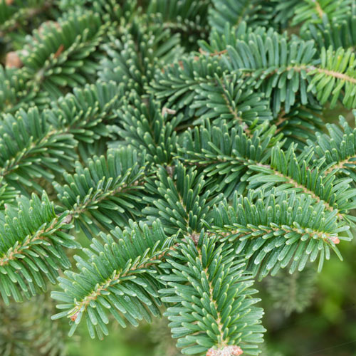 Norway Spruce Hedge