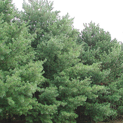 Eastern White Pine Hedge