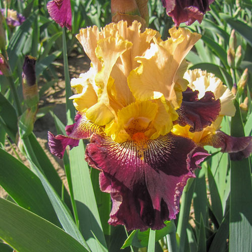 Burgundy Bohemian KickStart™ Bearded Iris