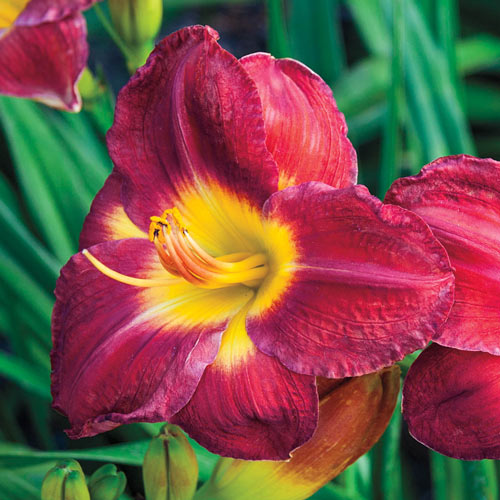 Passion For Red Jumbo Daylily