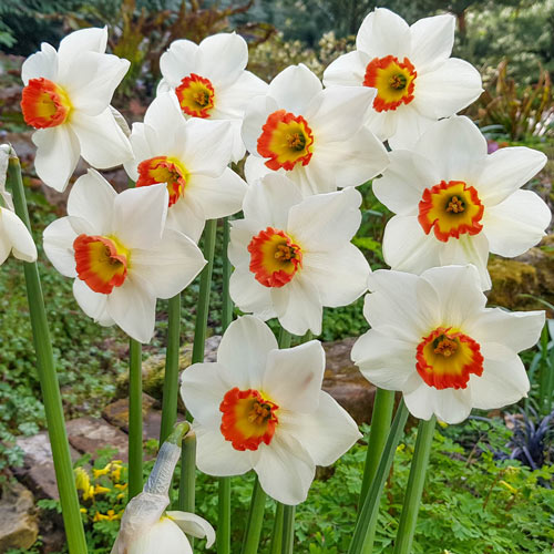 Large Cupped Daffodil Collin's Joy