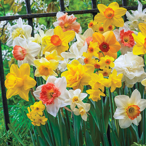 Daffodil, Spring flower, Narcissus, Bulb