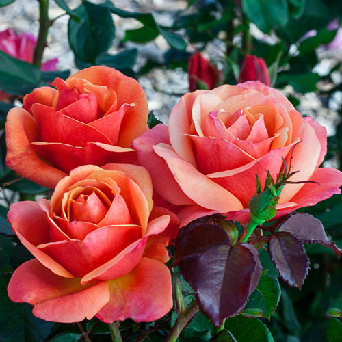 Anna's Promise Grandiflora Rose