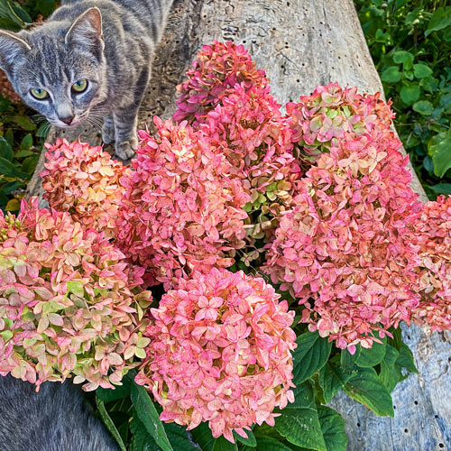 Magical<sup>®</sup> Candle Hydrangea