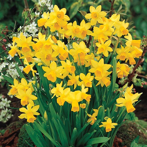 Tête-à-Tête Daffodil