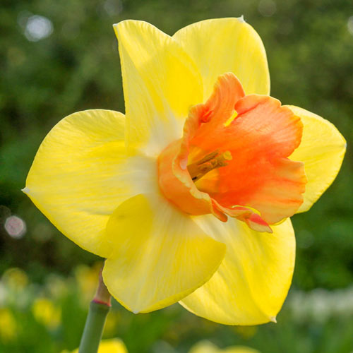 Tom Pouce Daffodil
