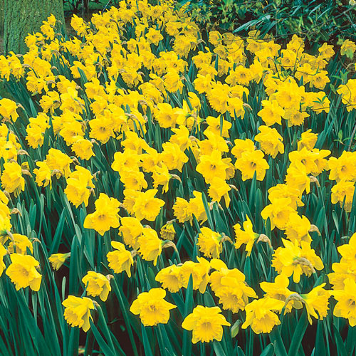 Daffodil Daffodil Care: