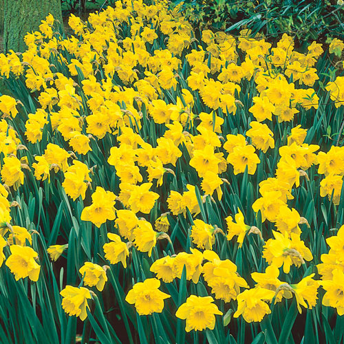 Yellow Daffodils, Yellow Daffodil Collection