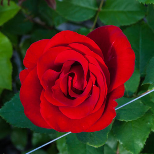 Oh My!® Floribunda Rose