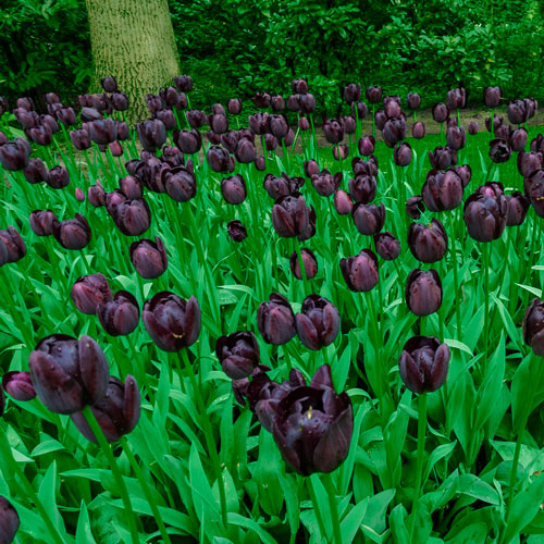 May flowering Tulip Queen of Night