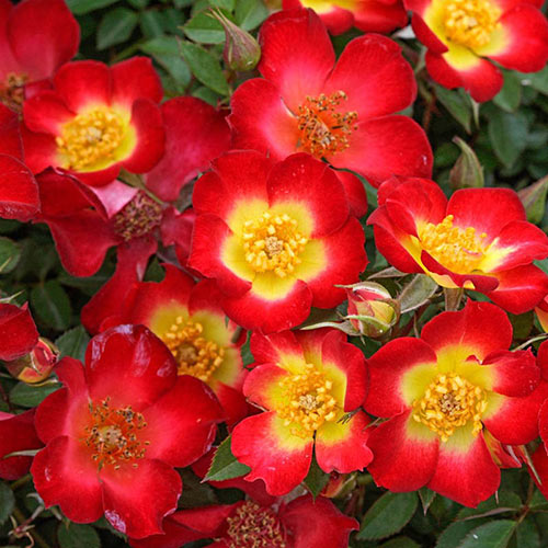Playful Happy Trails™ Groundcover rose
