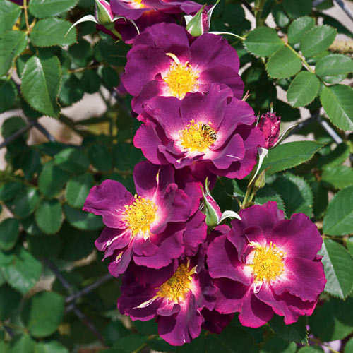 Stormy Weather™ Climbing Rose
