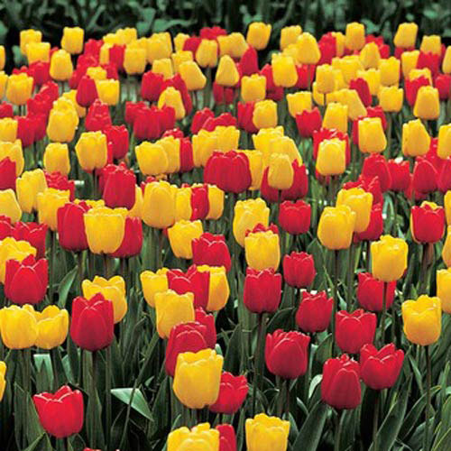 Apeldoorn & Golden Apeldoorn Tulip Combo