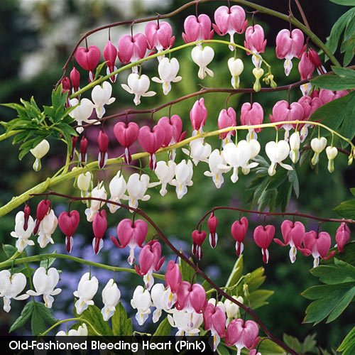 Old-Fashioned Bleeding Heart (Pink)