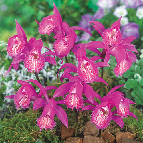 Tongariro Hardy Orchid