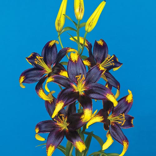Black Blue And Purple Lily