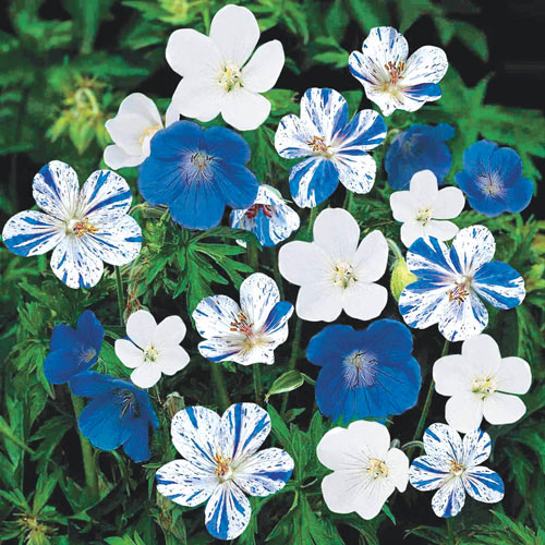 Blue & White Hardy Everblooming Geranium Mix