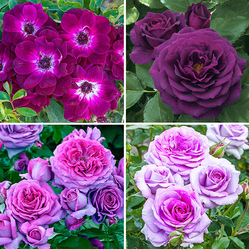 Our Choice Lavender & Purple 24 Tree Rose