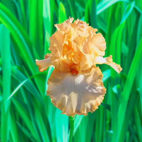 Apricote Kerfuffle KickStart™ Bearded Iris
