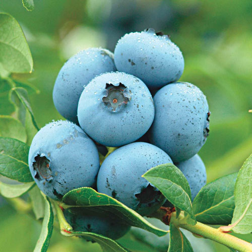 Semi-Dwarf Northland Blueberry