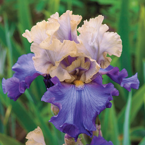 Recurring Delight Reblooming Bearded Iris