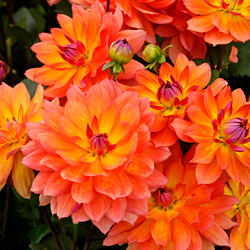 Dahlia Bulbs