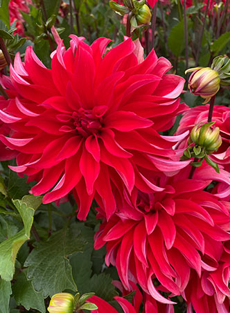 Dahlias