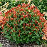 Easy to Grow Plants