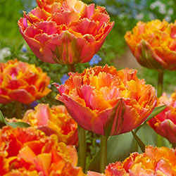 Tulipa Royal Centennial