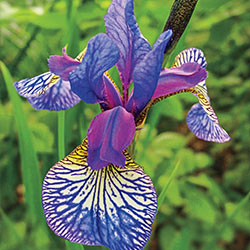 shakers prayer siberian iris