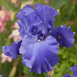 Iris Yaquina Blue Schreiners