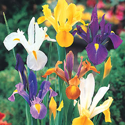 mixed dutch iris