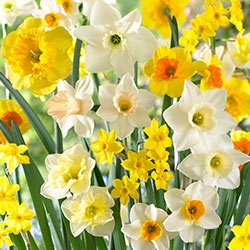 Narcissus Frangrant Mix