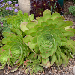 Rosette Succulents