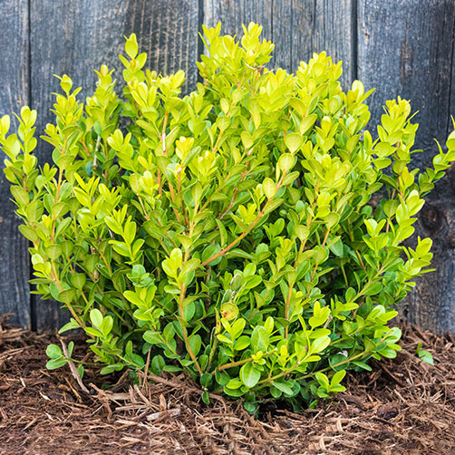 Boxwood