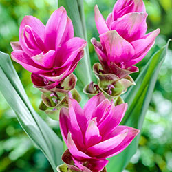 Siam Tulip Pink
