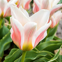 Tulipa Serrano