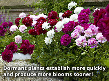 Dormant Bloom