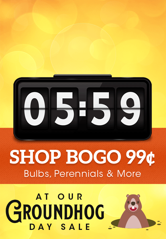 BOGO for 99 cent on Select Items