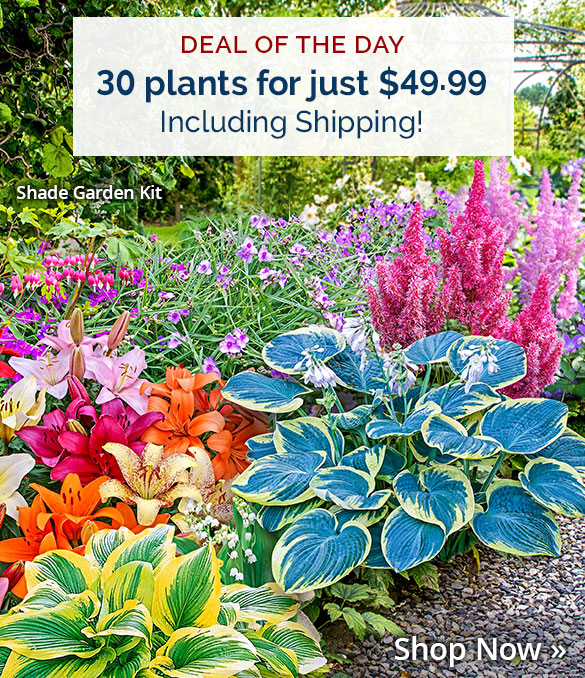 Shade Garden Kit - Just $49.99 (including shipping)