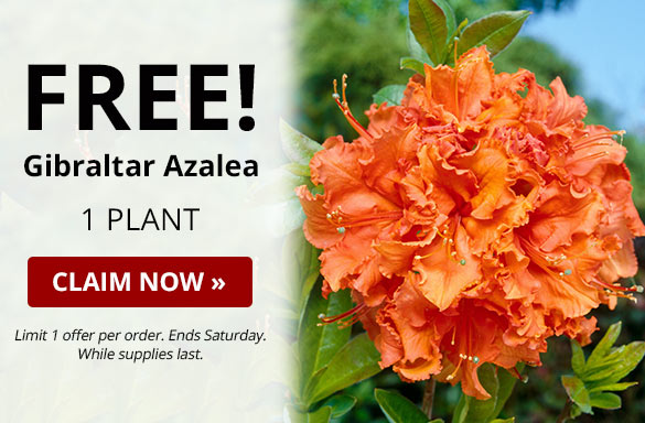 Free Item