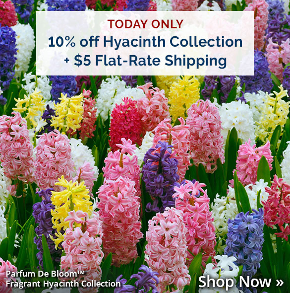 Today Only: 10% off Hyacinth Collection + $5 Flat-Rate Shipping