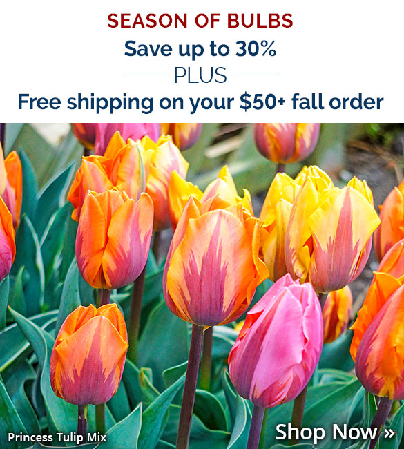 Save up to 30% on Fall Bulbs + Free Shipping on $50+ Orders