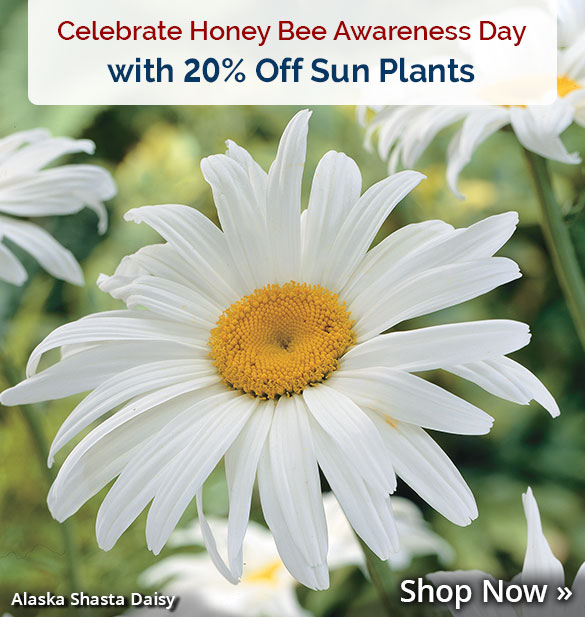 Honey Bee Awareness Day: 20% off Sun Plants