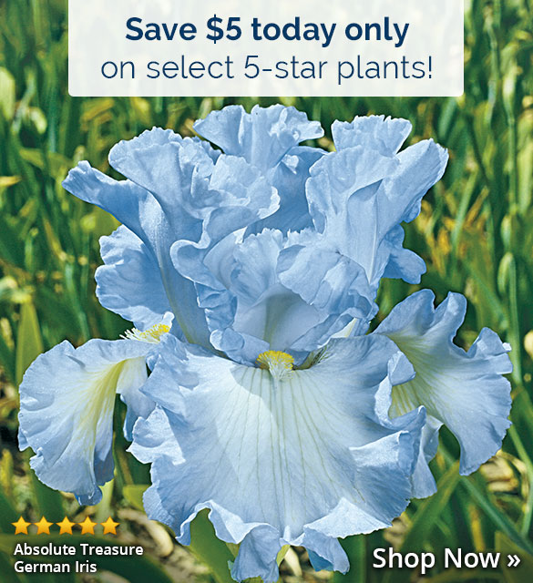 Today Only: $5 off our Best 5-Star Plants (and a few close contenders)