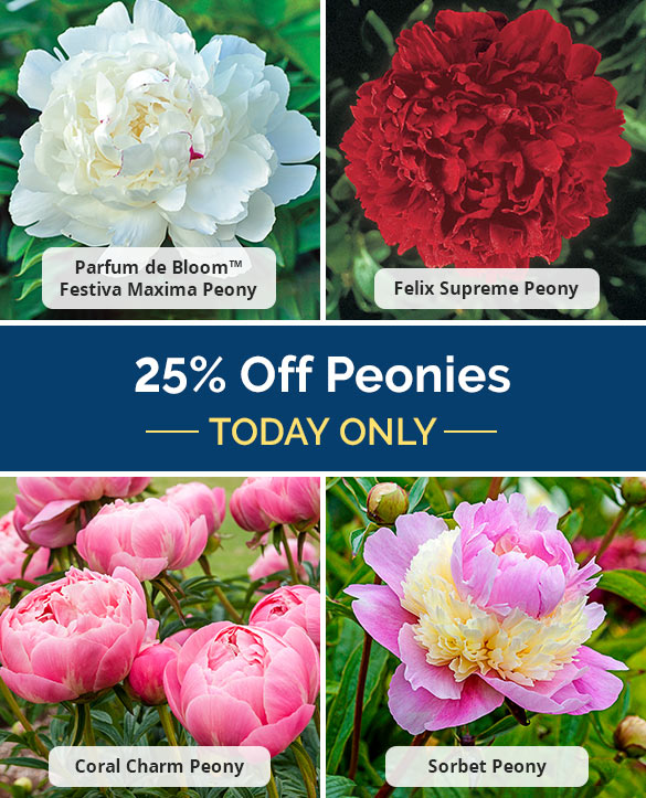 Save 25% on All Peonies