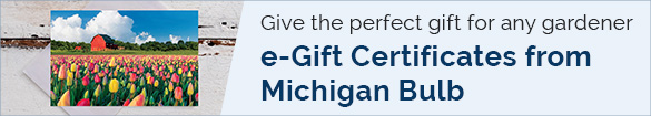 Gift Certificate banner